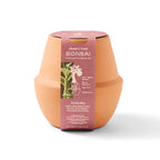 Modern Sprout Glazed Terracotta Grow Kit, Bonsai Laser Engraving - Terracotta - View 5